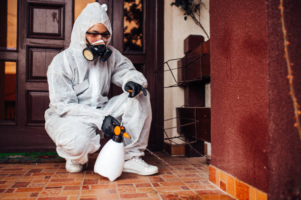 Reliable Wasp Removal contractor in Cedar Ridge, CA by Show Me Pest Control